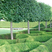 Buxus sempervirens